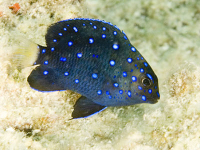 Juvenile Yellowtail Damselfish