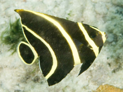 g9/13/98513/3/65502401.ZVcQdegi.jpg