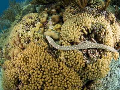 Eel Snake