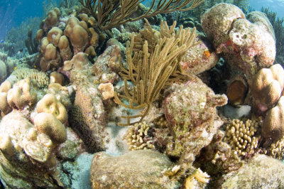 More Coral