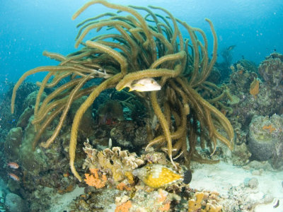 Pufferfish