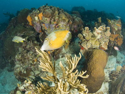 Pufferfish