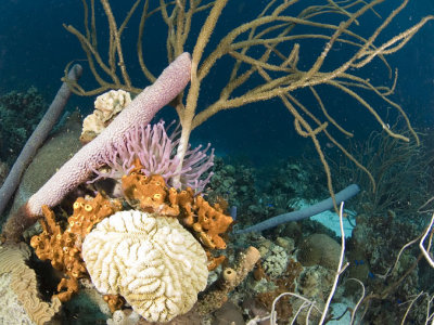 Purple Anemone