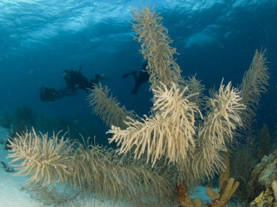 Soft Fern Coral