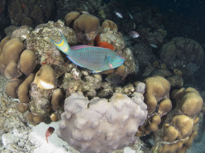 Stoplight Parrot Fish