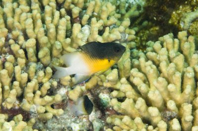 Bicolor Damselfish