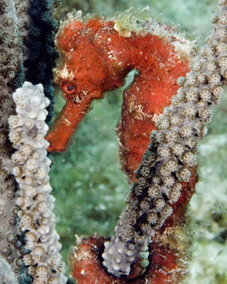 Seahorse