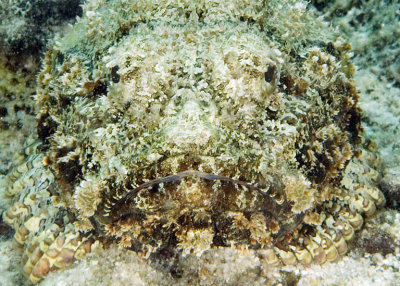 Papillomavirus Fish