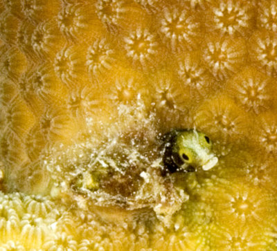 Blenny