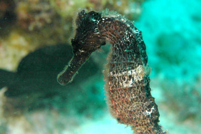Long Snout Sea Horse
