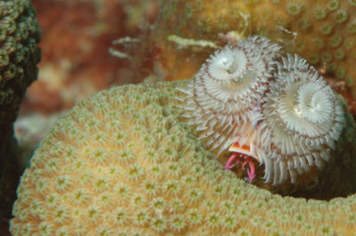 Christmas Tree Worm