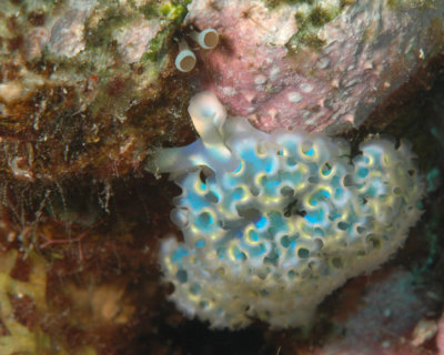 Lettuce Sea Slug
