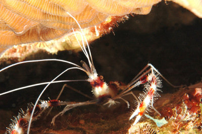 Banded Coral Shrimp