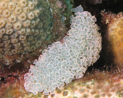 Lettuce Sea Slug