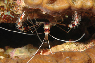 Banded Coral Shrimp