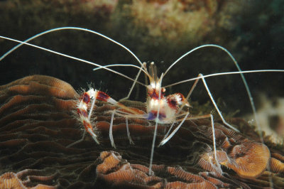 Banded Coral Shrimp