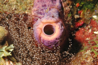 Cleaner Shrimp on Tube Sponge