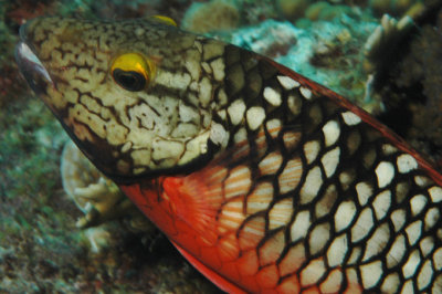 Parrot Fish