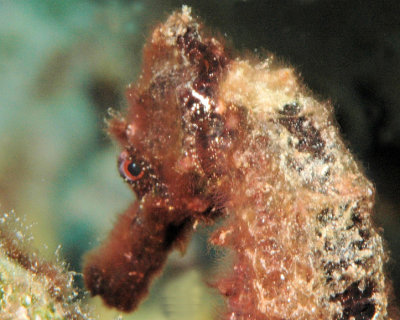 Sea Horse