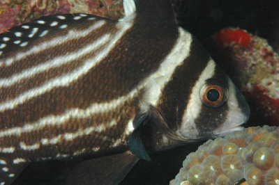 Spotted Drum