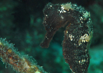 Sea Horse