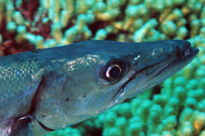 Barracuda