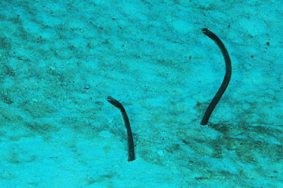 Brown Garden Eels