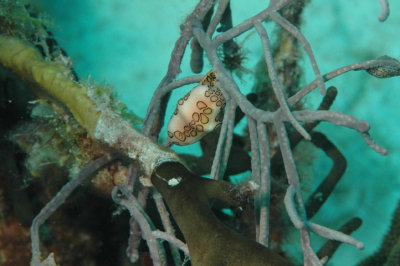 Flamingo Tongue Gastropod