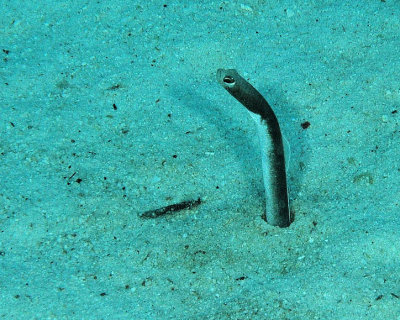 Brown Garden Eel