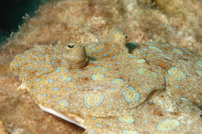 Peacock Flounder