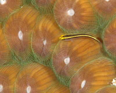 Yellownose Goby