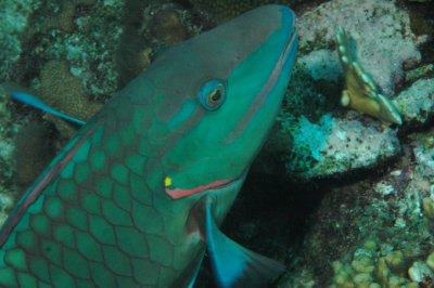 Parrot Fish