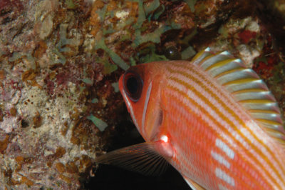Squirrel Fish