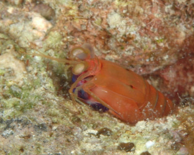 Mantis Shrimp