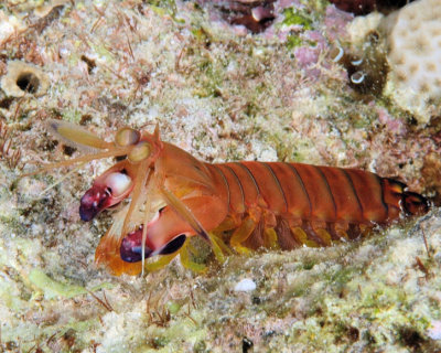 Mantis Shrimp