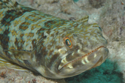 Sand Diver