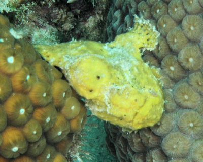 Frogfish