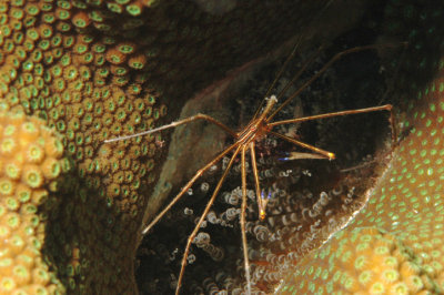 Yellowline Arrow Crab