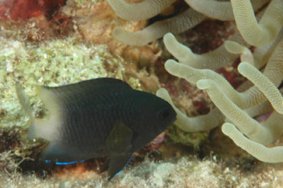 Bicolor Damselfish