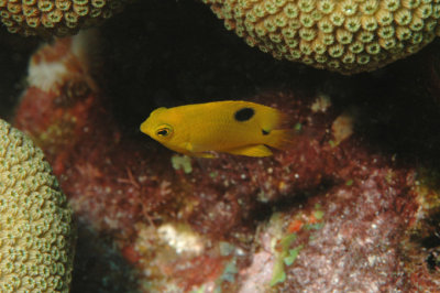 Juvenile Threespot Damselfish