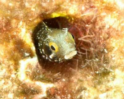 Secretary Blenny