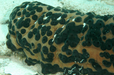 Three-Rowed Sea Cucumber