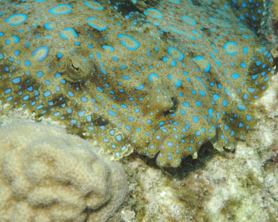 Peacock Flounder