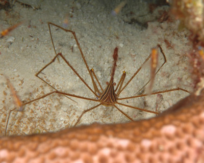 Yellowline Arrow Crab