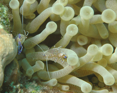 Cleaner Shrimp on Sea Anemone