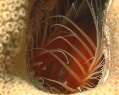 File Clam