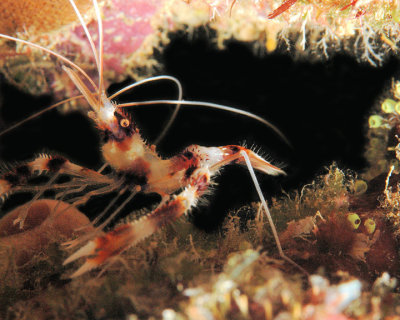 Banded Coral Shrimp