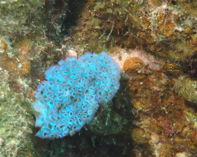 Lettuce Sea Slug
