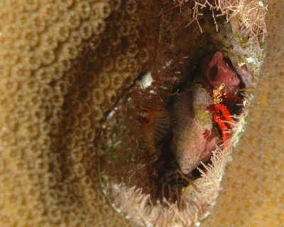 Hermit Crab