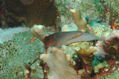 Redlip Blenny